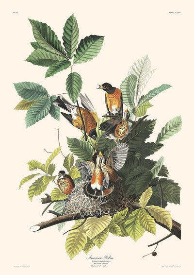 Petirrojo americano, de John James Audubon, 1827