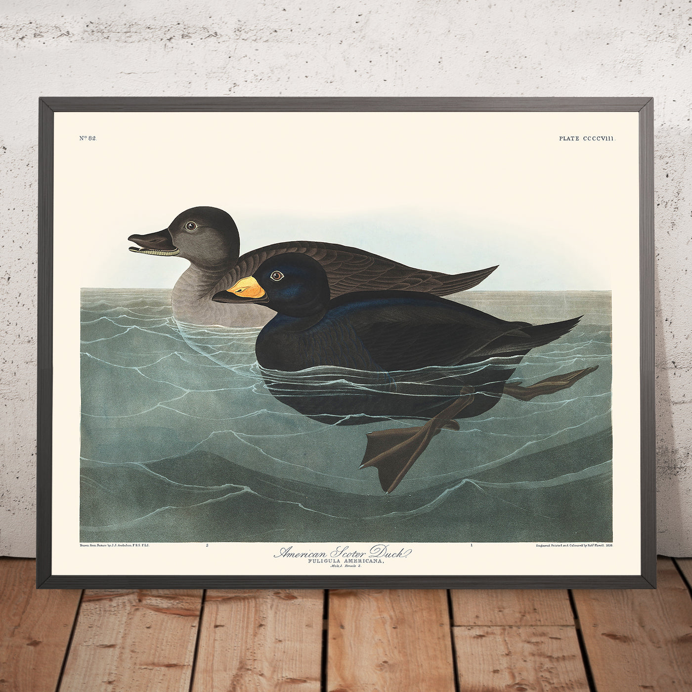 American Scoter Duck by John James Audubon, 1827