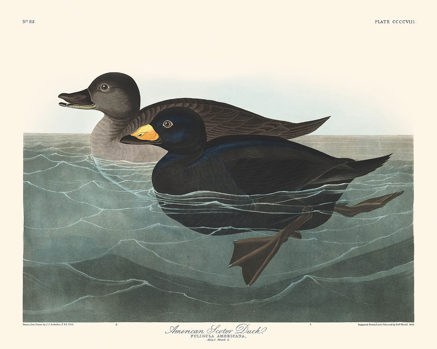 American Scoter Duck by John James Audubon, 1827