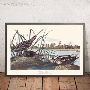 Snipe Americano di John James Audubon, 1827 