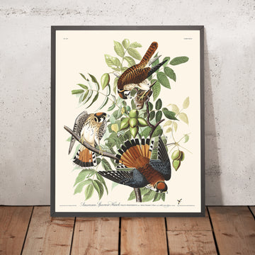 Falco della Virginia di John James Audubon, 1827 