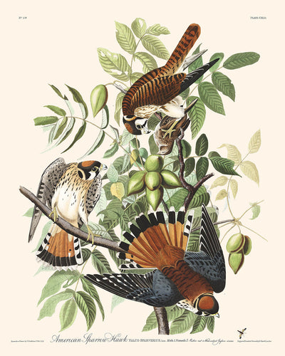 Épervier d'Amérique par John James Audubon, 1827