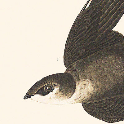 Vencejo americano, de John James Audubon, 1827