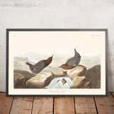 Amerikanischer Wasseramsel von John James Audubon, 1827 