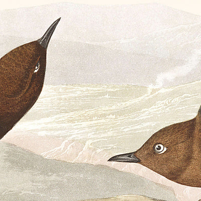 Merle d'Amérique par John James Audubon, 1827