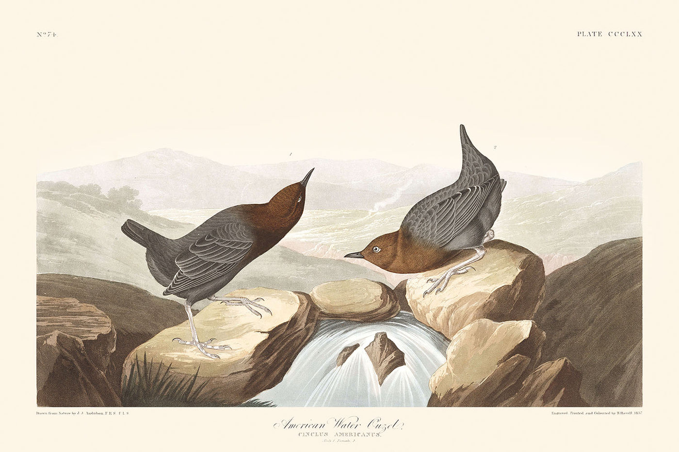 Amerikanische Wasseramsel von John James Audubon, 1827