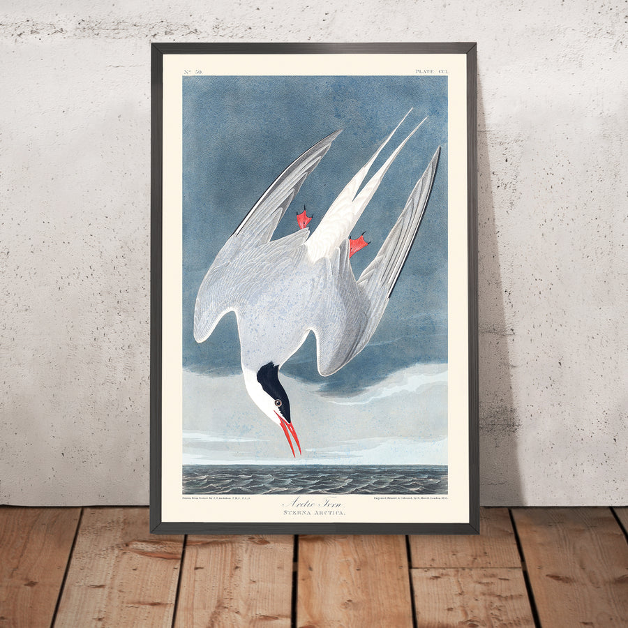 Tern Artico di John James Audubon, 1827 
