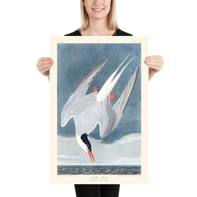 Arctic Tern by John James Audubon, 1827