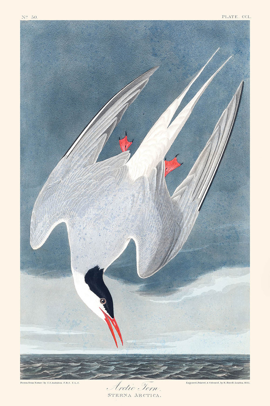 Tern Artico di John James Audubon, 1827 