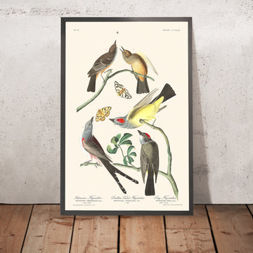 Arkansaw Flycatcher, Swallow-Tailed Flycatcher, Says Flycatcher par Audubon, 1827 