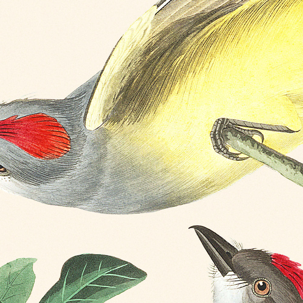 Arkansaw Flycatcher, Swallow-Tailed Flycatcher, Says Flycatcher by Audubon, 1827