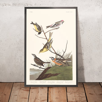 Arkansaw Siskin, Mealy Red-poll, Louisiana Tanager, Townsend&