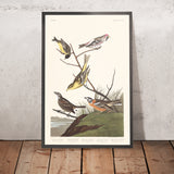 Arkansaw Siskin, Mealy Red-poll, Louisiana Tanager, Townsend's Bunting, Buff-breasted Finch von Audubon, 1827 