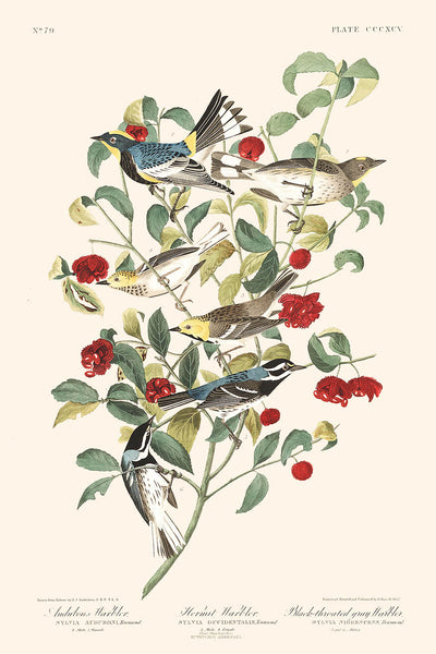 Reinita de Audubon, reinita ermitaña y reinita gris de garganta negra, de John James Audubon, 1827