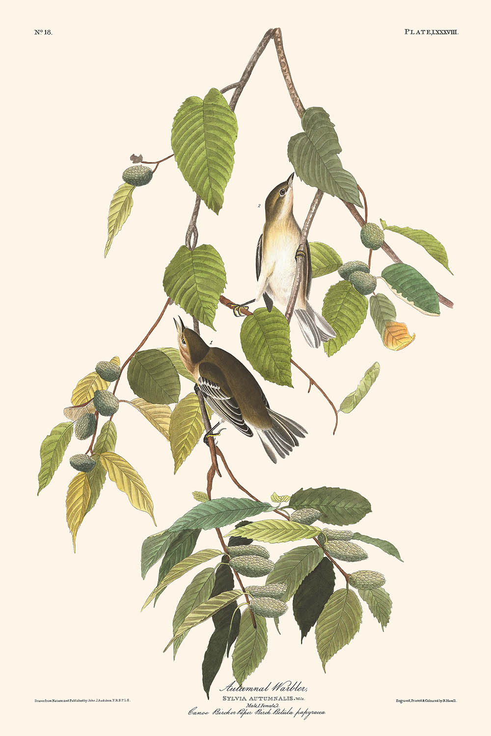 Fauvette d'automne par John James Audubon, 1827