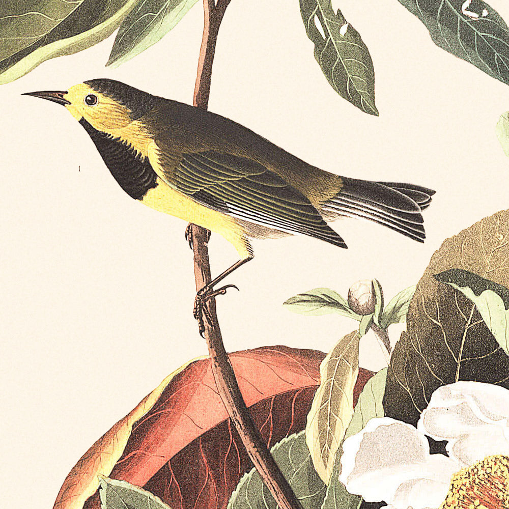 La curruca de Bachman, de John James Audubon, 1827