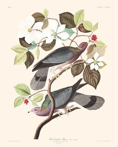 Paloma de cola de banda, de John James Audubon, 1827