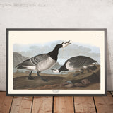 Oca di barnacla di John James Audubon, 1827 