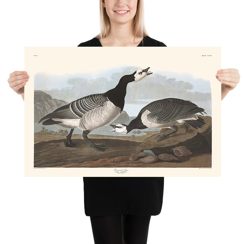 Barnacle Goose by John James Audubon, 1827