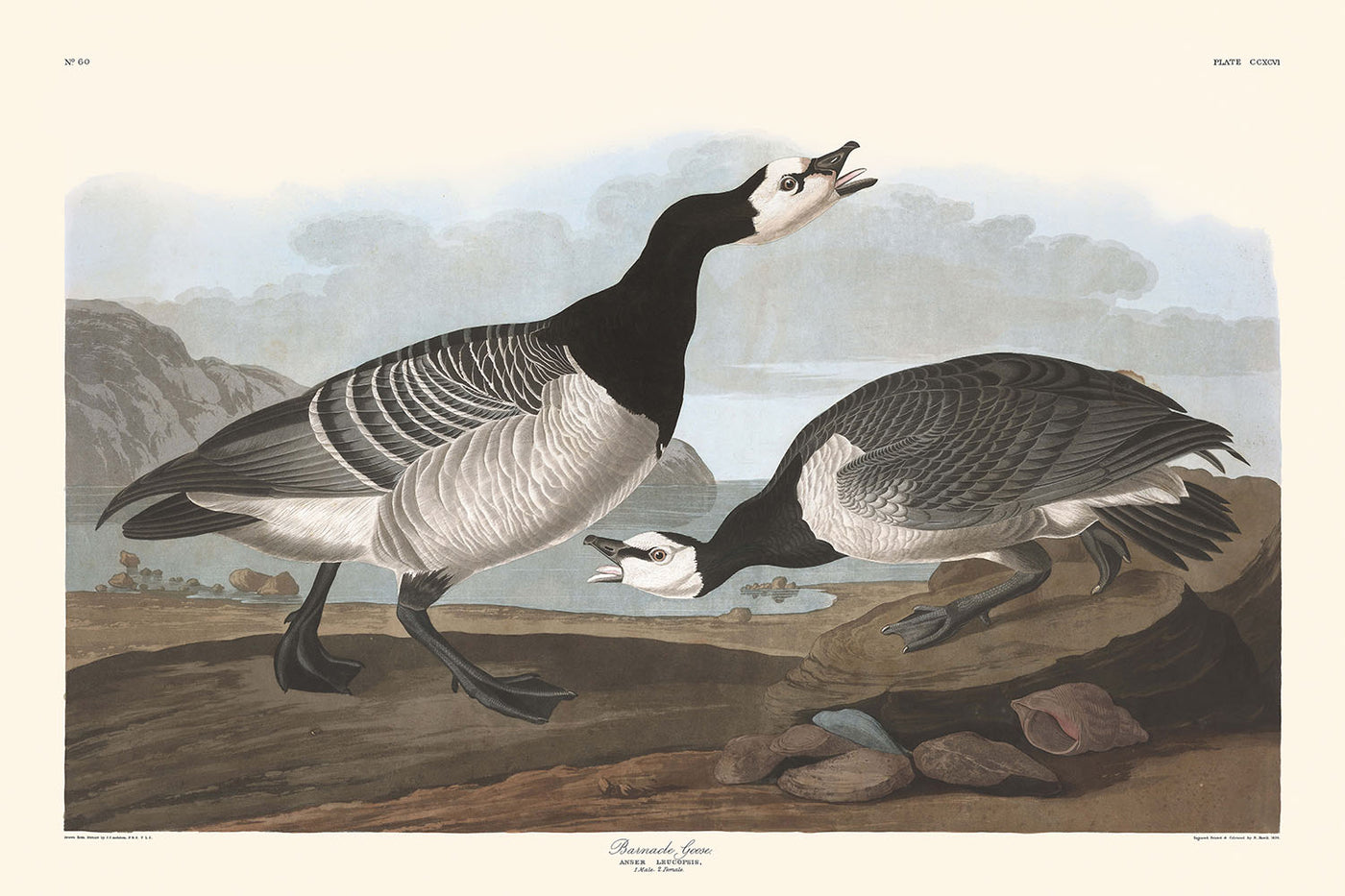 Ganso cariblanco, de John James Audubon, 1827