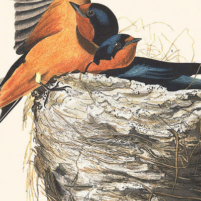 Hirondelle rustique de John James Audubon, 1827