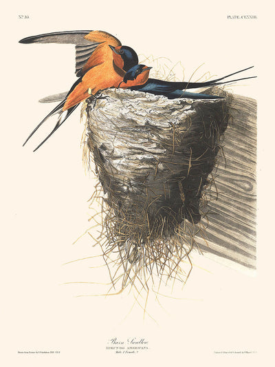 Golondrina común, de John James Audubon, 1827