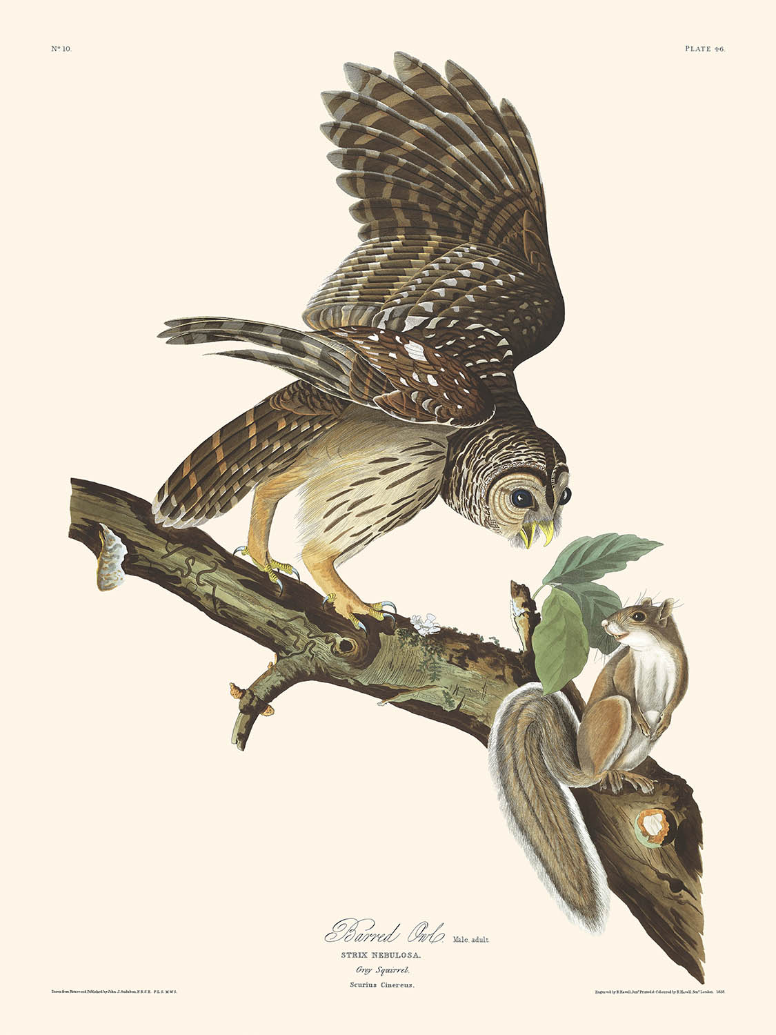 Chouette rayée de John James Audubon, 1827