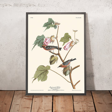 Pettazzurro di Bay da John James Audubon, 1827 