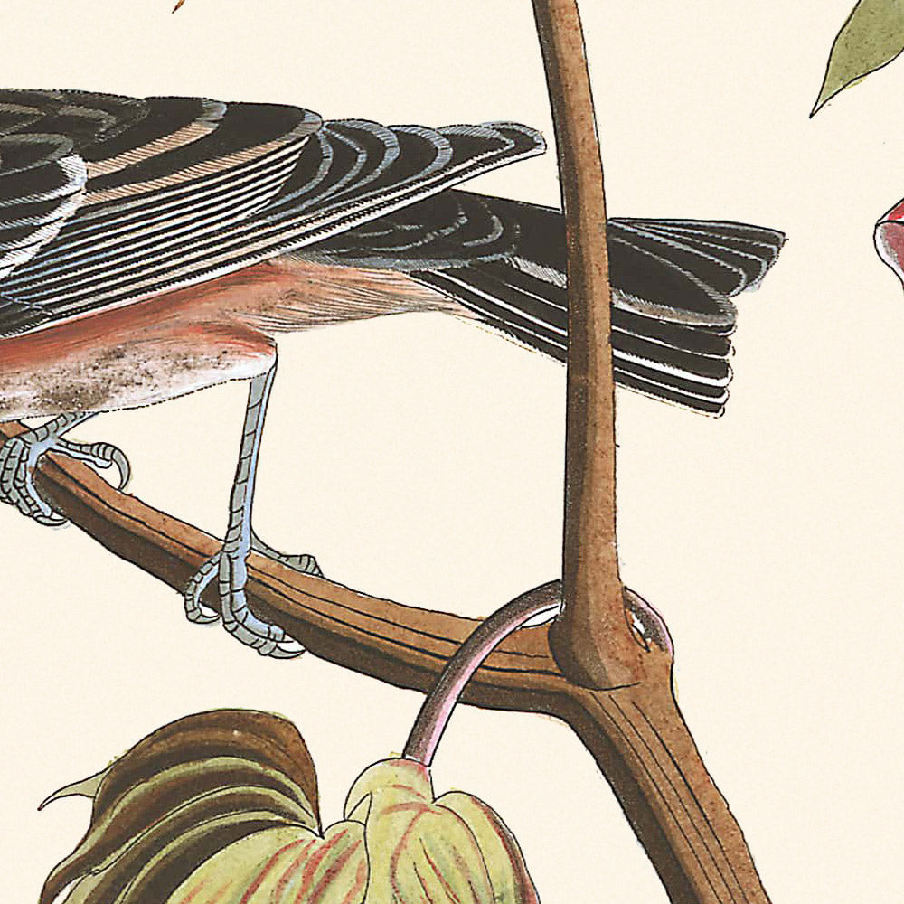 Bay-breasted Warbler by John James Audubon, 1827