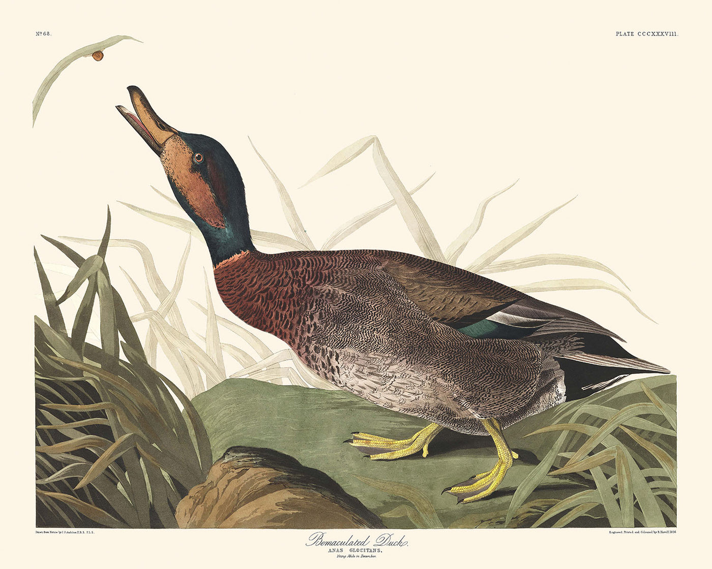 Bemaculated Duck by John James Audubon, 1827