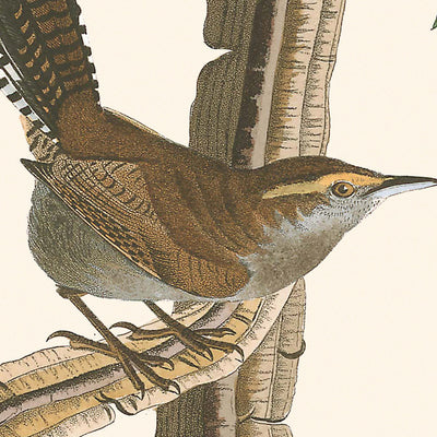 El reyezuelo de Bewick, de John James Audubon, 1827