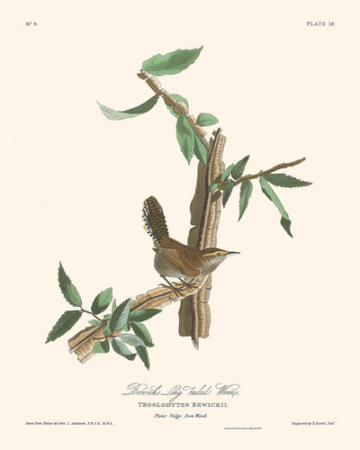 El reyezuelo de Bewick, de John James Audubon, 1827