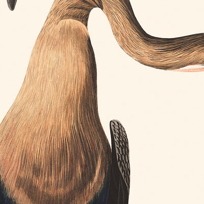 Darter de vientre negro, de John James Audubon, 1827