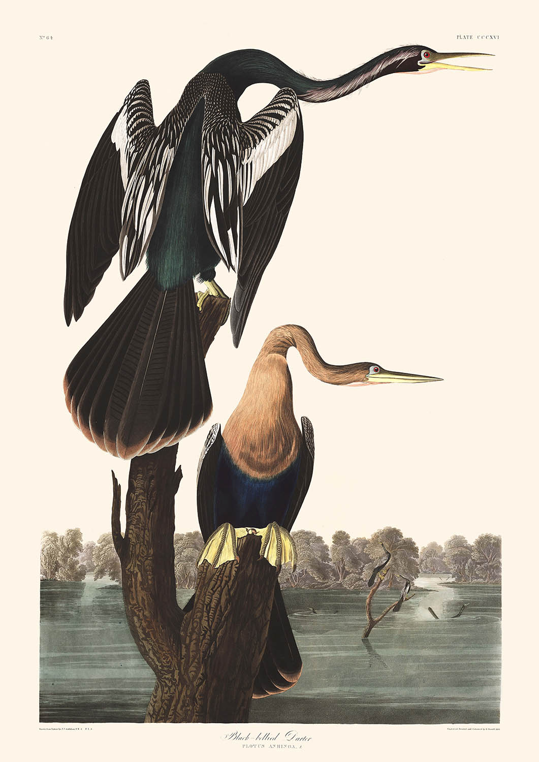 Anhinga à ventre noir par John James Audubon, 1827