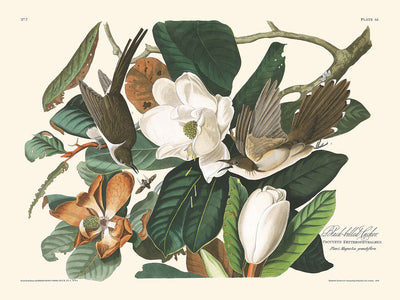 Black-billed Cuckoo by John James Audubon, 1827