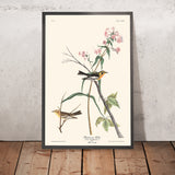 Sterna di Blackburnian di John James Audubon, 1827 