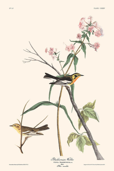 Curruca de Blackburn, por John James Audubon, 1827