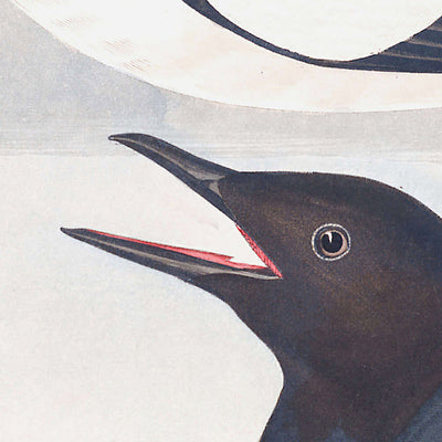 Arao negro, de John James Audubon, 1827