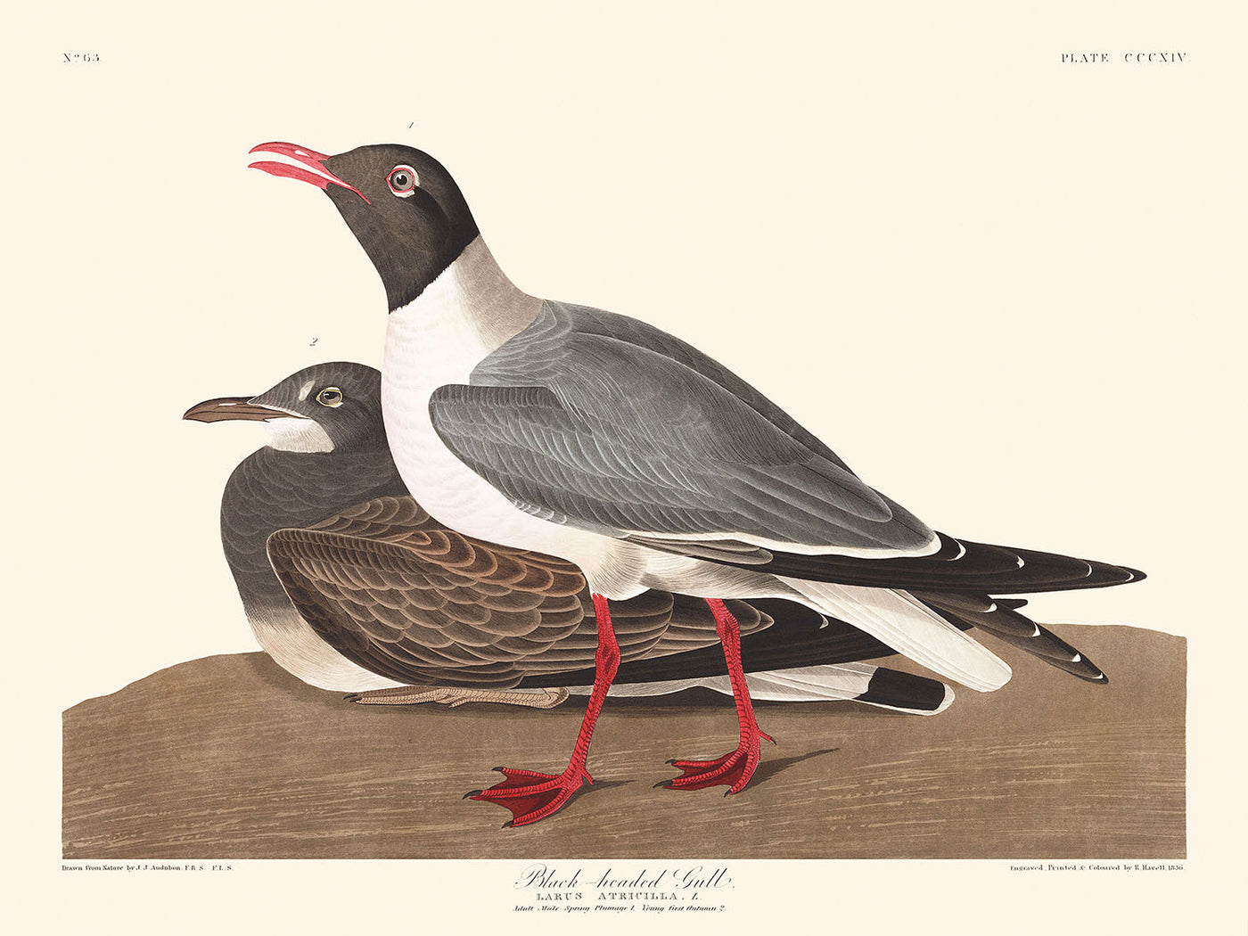 Gaviota reidora de John James Audubon, 1827