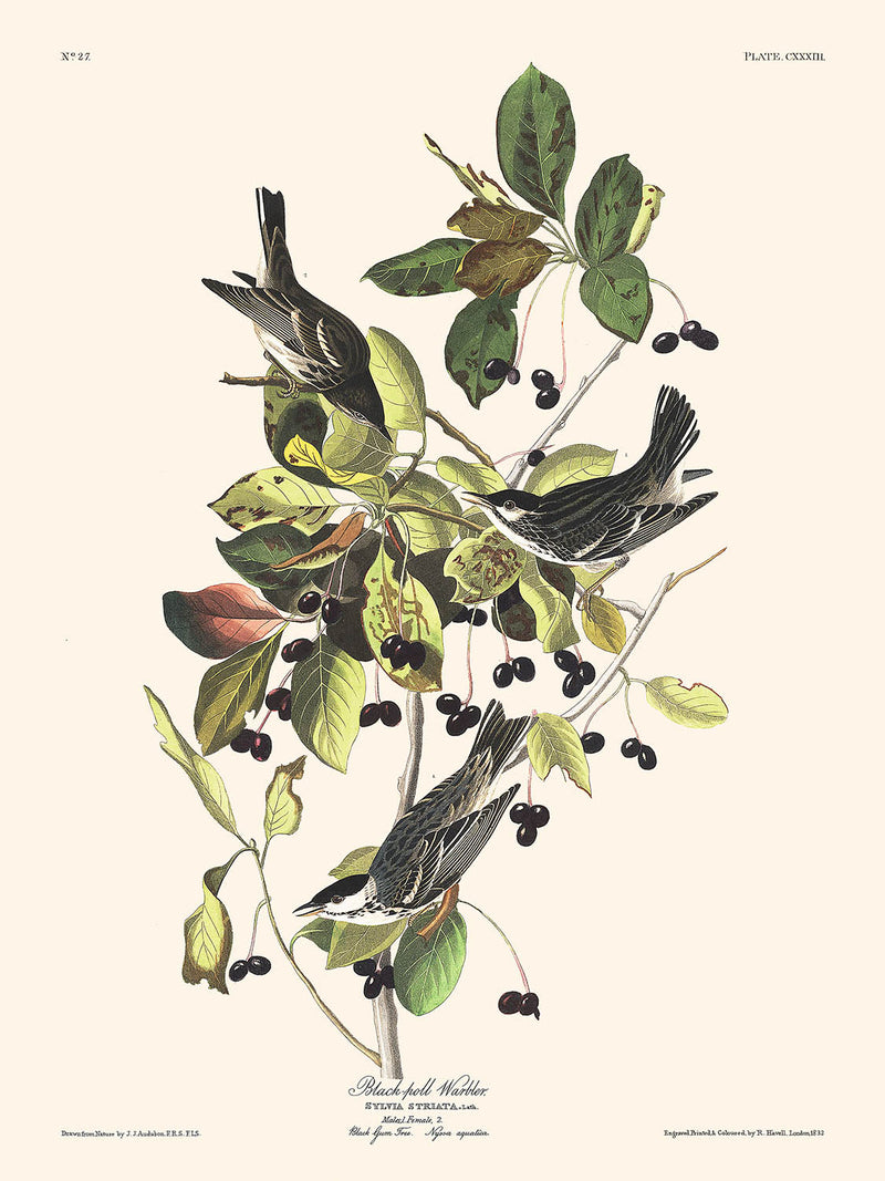 Visualiser thumbnail artwork