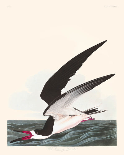 Puffin noir ou Puffin à bec court par John James Audubon, 1827