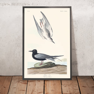 Tern nero di John James Audubon, 1827 