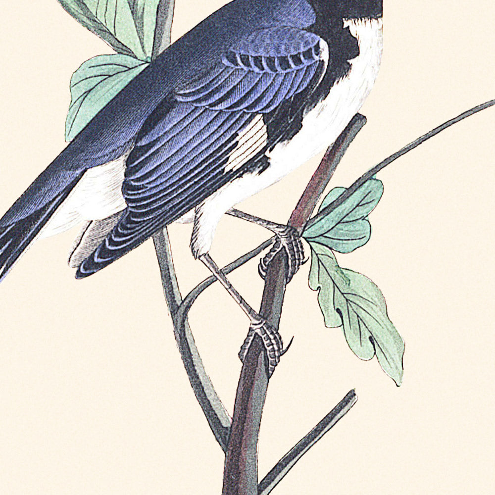 Black-throated Blue Warbler by John James Audubon, 1827