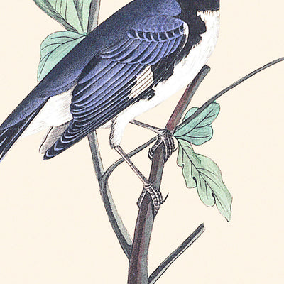 Black-throated Blue Warbler by John James Audubon, 1827