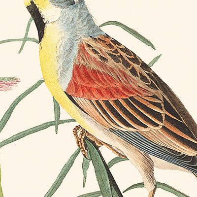 Black-Throated Bunting by John James Audubon, 1827