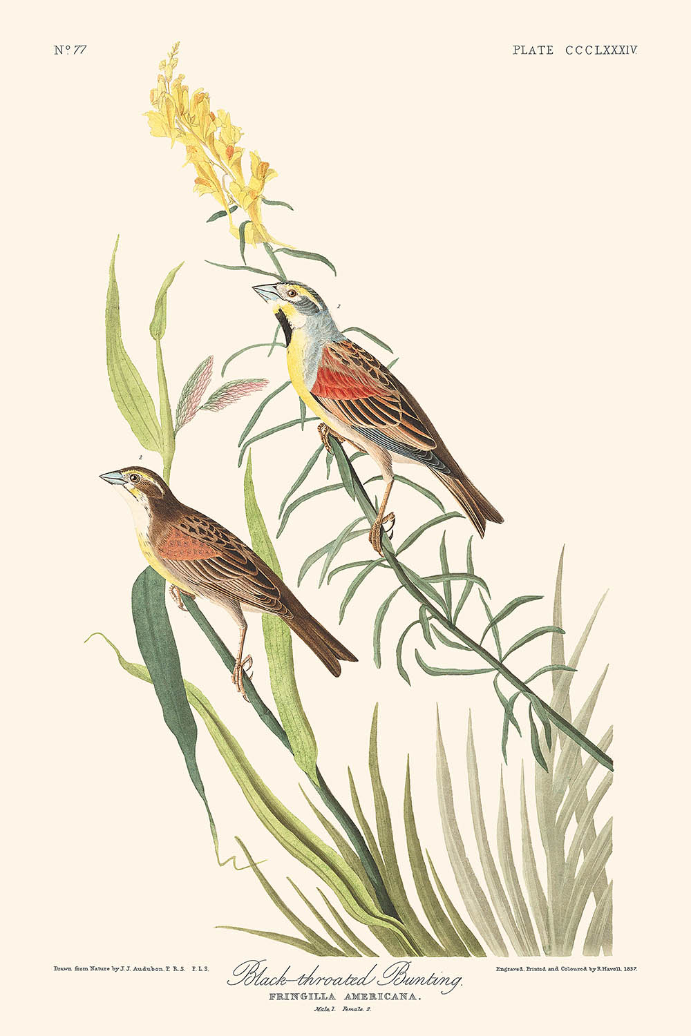 Black-Throated Bunting by John James Audubon, 1827