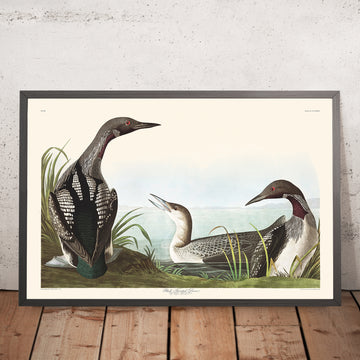 Uccello dal collo nero di John James Audubon, 1827 