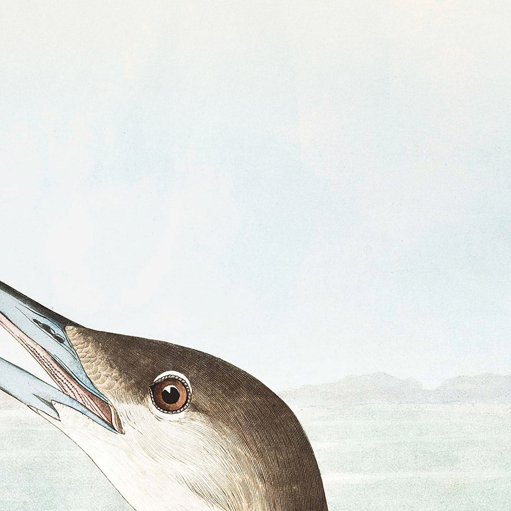 Prachttaucher von John James Audubon, 1827