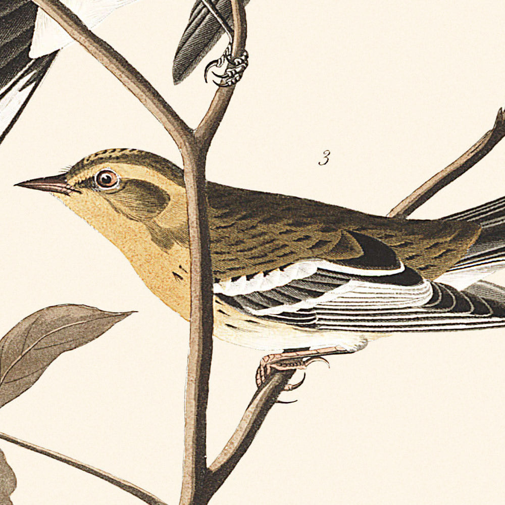 Schwarzkehl-Grünwaldsänger, Blackburnian, Trauerwaldsänger von John James Audubon, 1827