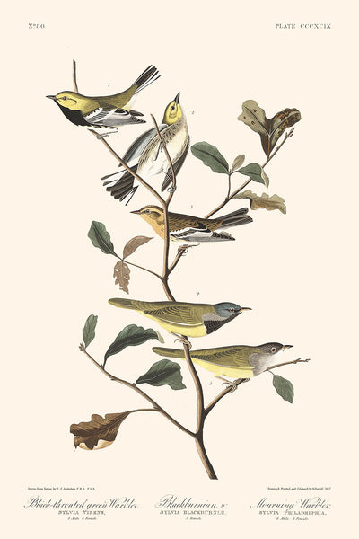 Reinita de garganta negra, reinita de Blackburn, reinita de luto, de John James Audubon, 1827